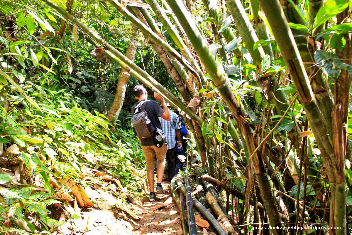 dzungla_cameron highlands_malezja